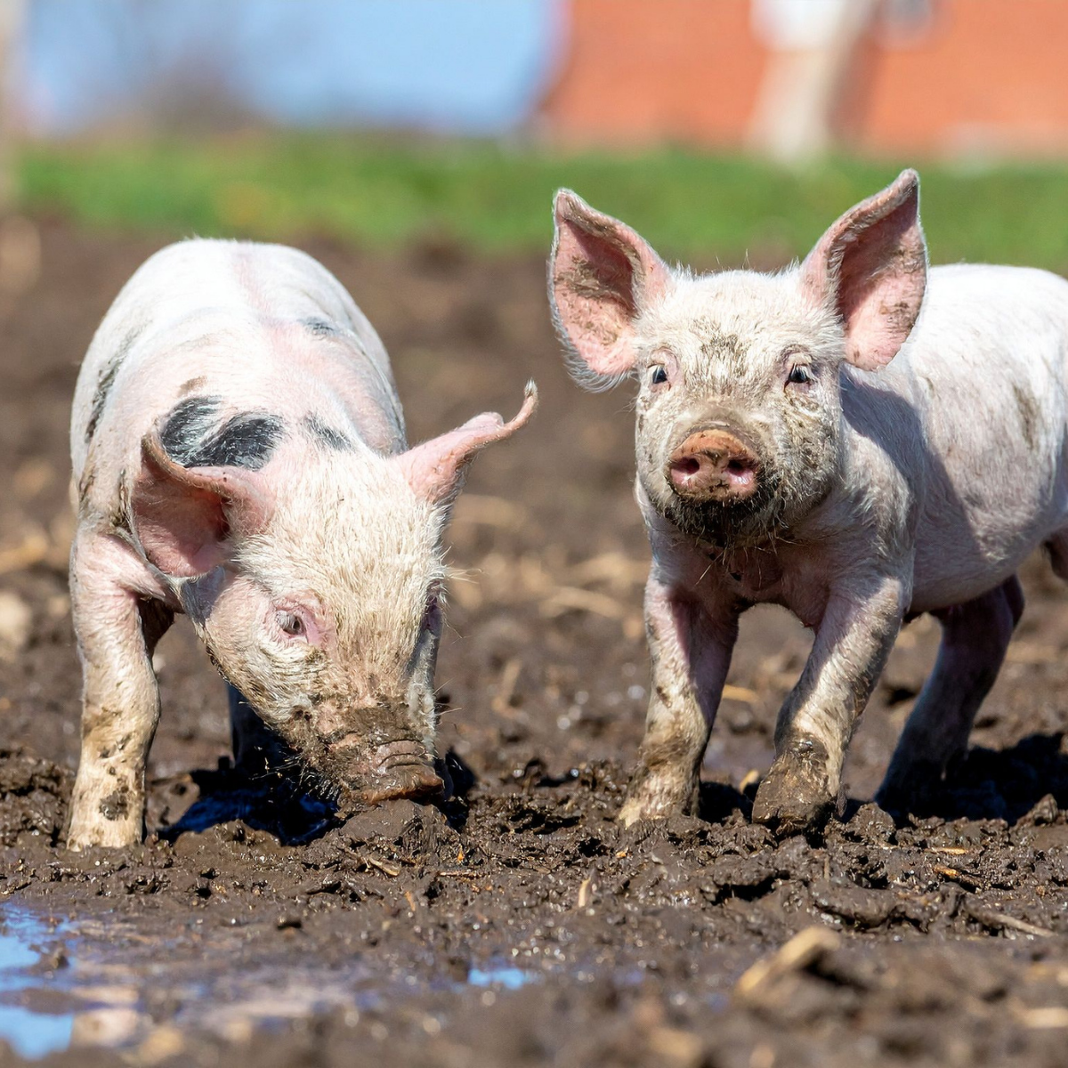 Pourquoi la rentabilité porcine exige d&rsquo;optimiser les marges de façon holistique 